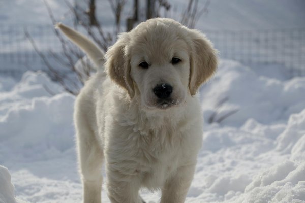 Frisbee pour malinois : allier énergie et complicité grâce au jouet à lancer