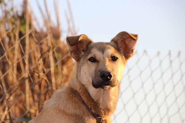 Actualités des chiens : adoptez, sauvez et chérissez !